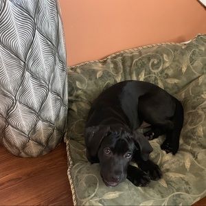 Meet your Posher, Yesenia